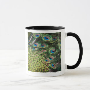 Taza Pavo real masculino (cristatus del Pavo) que