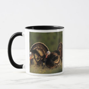 Taza Pavo silvestre, Meleagris gallopavo,machos