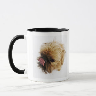 Taza Pequeño perro en el fondo blanco, opinión de alt