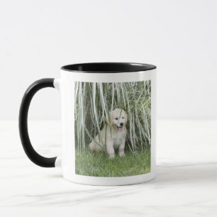 Taza Perrito de Goldendoodle que se sienta debajo de