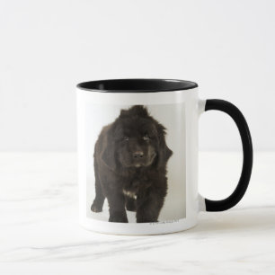 Taza Perrito de Terranova, tiro del estudio