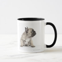 Perrito pedigrí