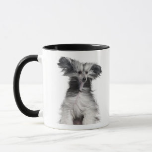 Taza Perro con cresta chino (15 meses) en el viento