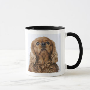 Taza Perro de aguas de rey Charles arrogante que mira