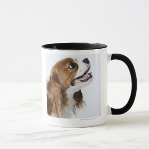 Taza Perro de aguas de rey Charles arrogante, vista