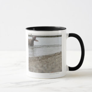 Taza Perro en el lago que sacude del agua