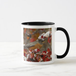 Taza Petirrojo americano macho en Espino negro