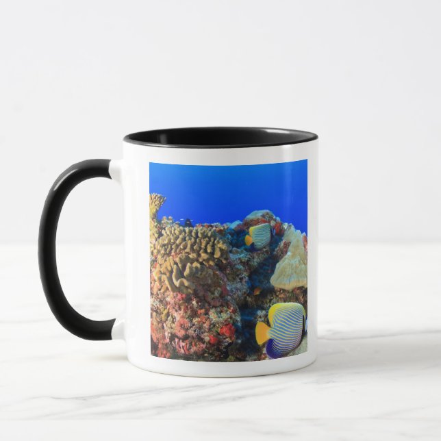 Taza Pez ángel real (Pygoplites diacanthus), (Izquierda)
