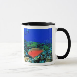 Taza Pez loro Sheephead Scarus