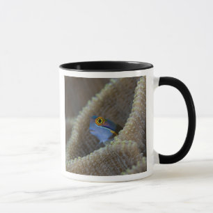 Taza Pez mariposa (Blenniidae) asomando la cabeza