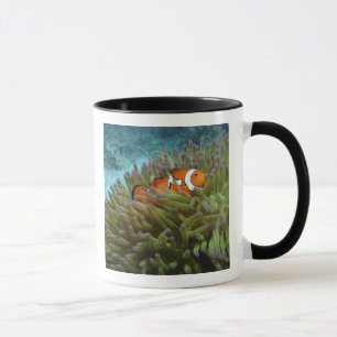 Taza Pez payaso occidental ( Amphiprion ocellaris )