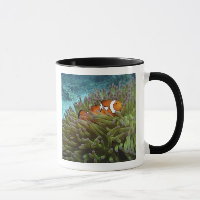 Taza Pez payaso occidental ( Amphiprion ocellaris ) (Derecha)