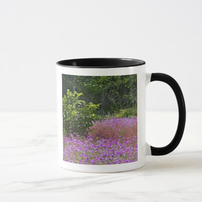 Taza Phlox de Drummond, Phlox drummondi, Hilton Head (Derecha)