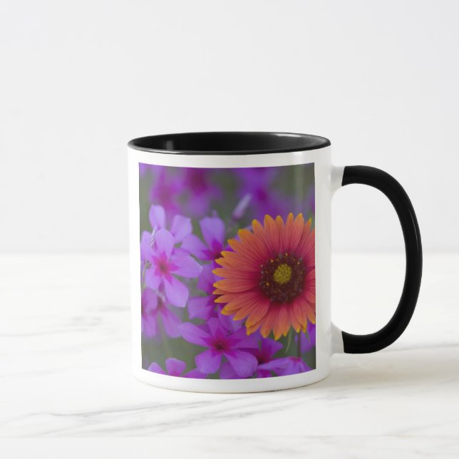 Taza Phlox y manta india cerca de Devine Texas (Derecha)