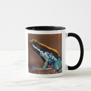 Taza Phyllobates vittatus, una rana venenosa