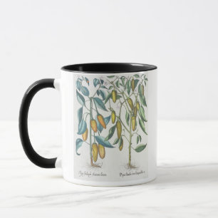 Taza Pimientas: flavis de los filiquis de 1.Piper