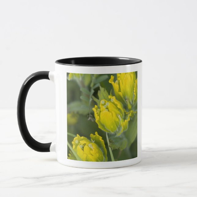 Taza Pincel dorado indio Castilleja (Izquierda)