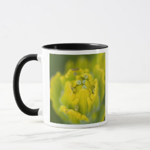 Taza Pincel dorado indio Castilleja 2
