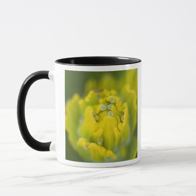 Taza Pincel dorado indio Castilleja 2 (Izquierda)