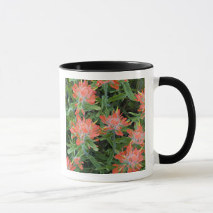 Taza pinceles de indio en Many