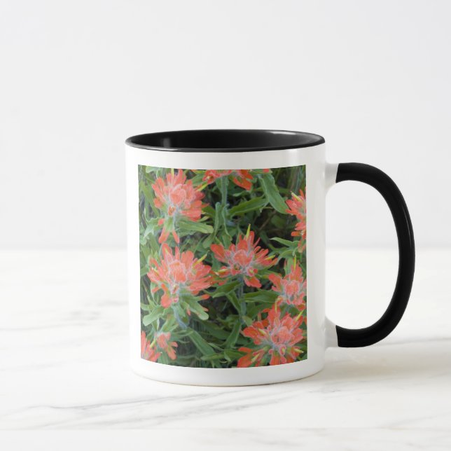 Taza pinceles de indio en Many (Derecha)