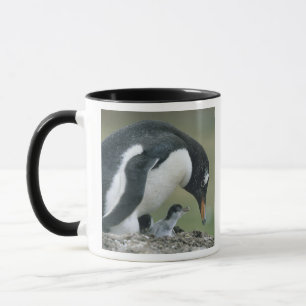 Taza Pingüino de Gentoo, (Pygoscelis papua), Islas Malv