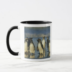 Taza Pingüinos magelánicos, Sfeniscus