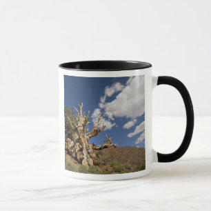 Taza pino de Bristlecone en el bosque de Bristlecone,