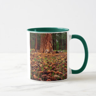 Taza Pino Ponderosa maduro con conos de pino