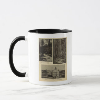 Taza Pinos gigantes del bosque de Oregón, Salem, Oregón