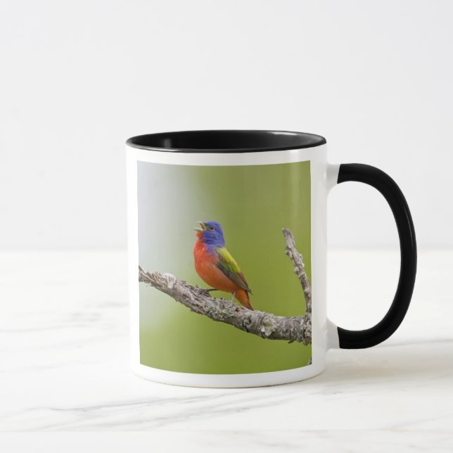Taza Pintor (Passerina ciris) macho cantando (Derecha)