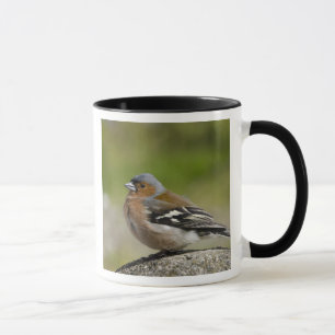Taza Pinzón vulgar macho (SALVAJE: Fringilla coelebs)