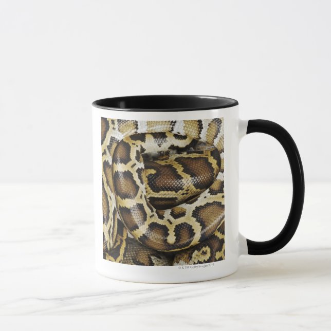 Taza Pitón birmano (Derecha)