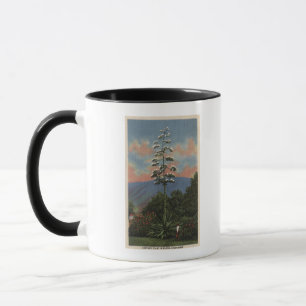 Taza Planta de CaliforniaCentury en la floración