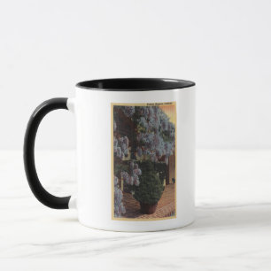 Taza Planta de CaliforniaWisteria en la floración