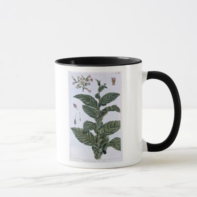 Taza Planta de tabaco, placa 7, de la 'colección (Derecha)