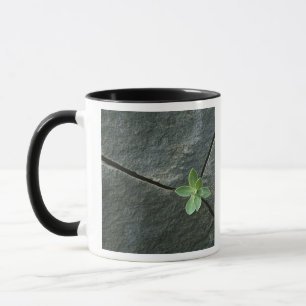 Taza Planta que crece en Boulder agrietado