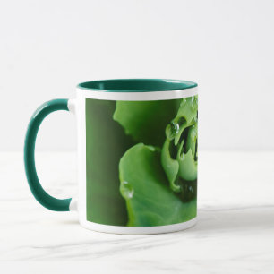 Taza Planta suculenta en primer plano con gotas de agua
