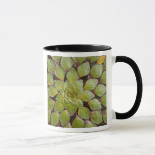 Taza Plantas Acuáticas Rupununi, Guyana.