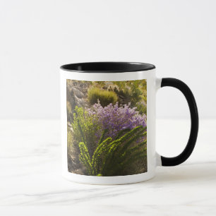 Taza plantas del desierto de Chihuahuan en flor