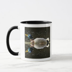 Taza (Platyrhyncus de las anecdotarios), sacudiendo del