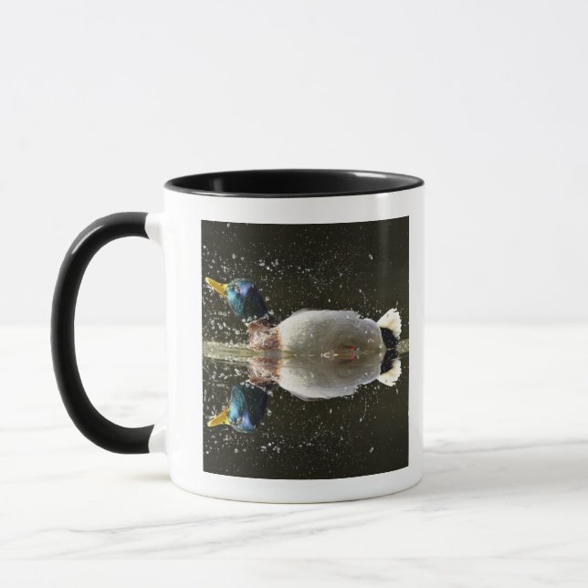 Taza (Platyrhyncus de las anecdotarios), sacudiendo del (Izquierda)