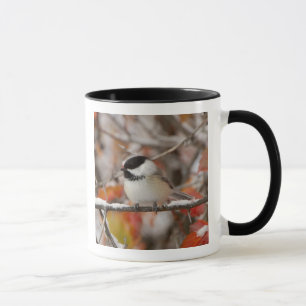 Taza Pollito adulto con gorro negro en nieve
