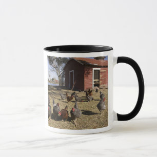 Taza Pollos trabajando terrenos cerca de la casa de las
