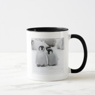Taza Polluelos de pingüino emperador en hielo en Antárt