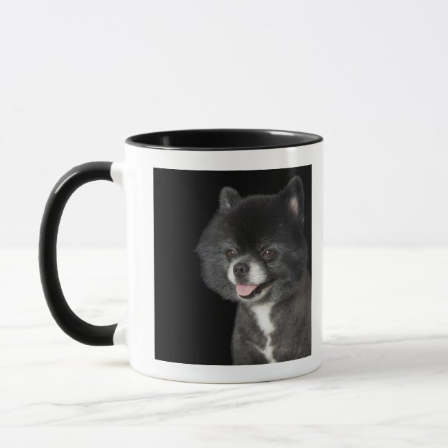 Taza Pomeranian negro que mira a la izquierda (Izquierda)
