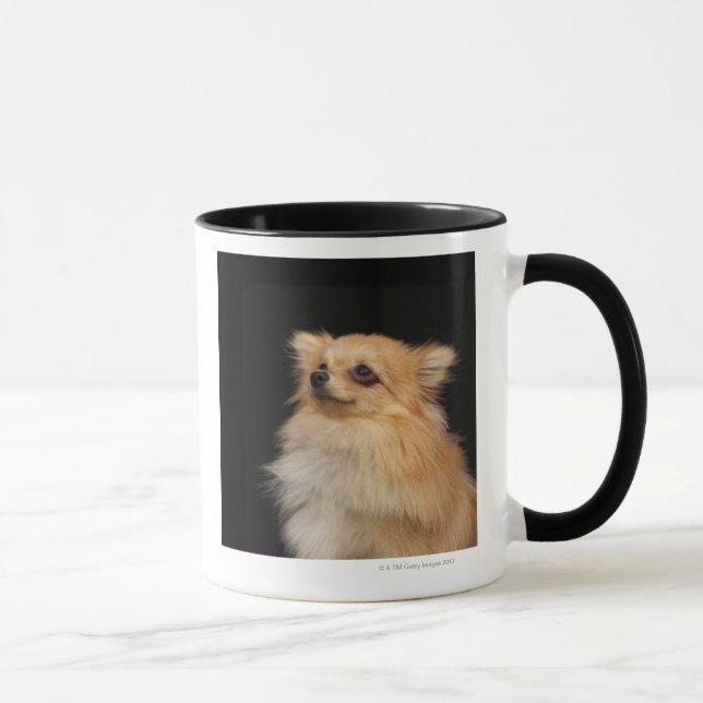 Taza Pomeranian que mira para arriba en negro (Derecha)