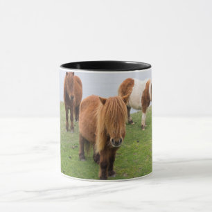 Taza Poni Shetland en pastizal cerca de acantilados alt