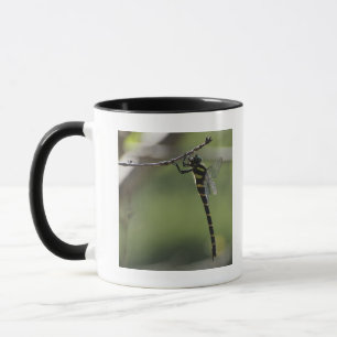 Taza Prefectura de Tokio, Honshu, Japón