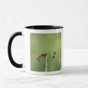 Taza Prefectura de Yamanashi, Honshu, Japón